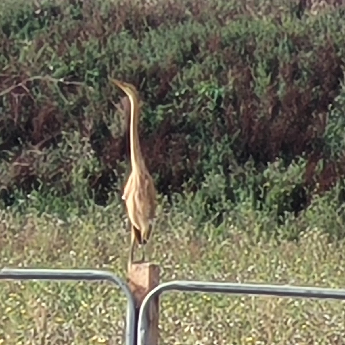 discors1's tweet photo. Imm Purple Heron Wow Fernleigh Park pools #southwarksbirds https://t.co/6VLj6JMf4w