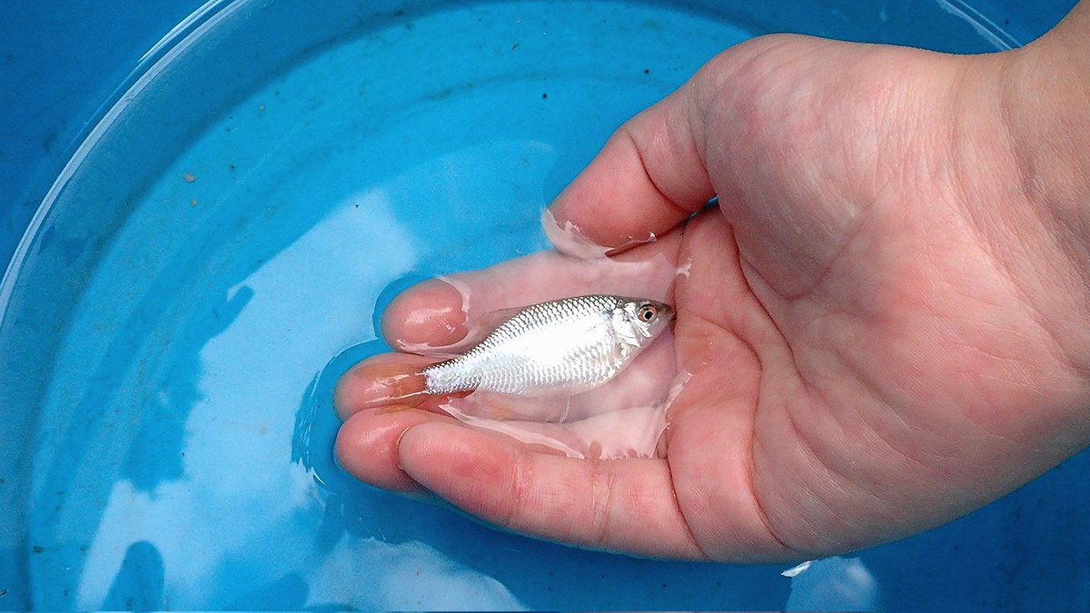 sasametsuribito's tweet image. いまさらながら、夏休みの淡水釣行を振り返りました。

詳細はコメント欄のURLから！！

#fimoモニター
#DUOモニター
#DUOinternational