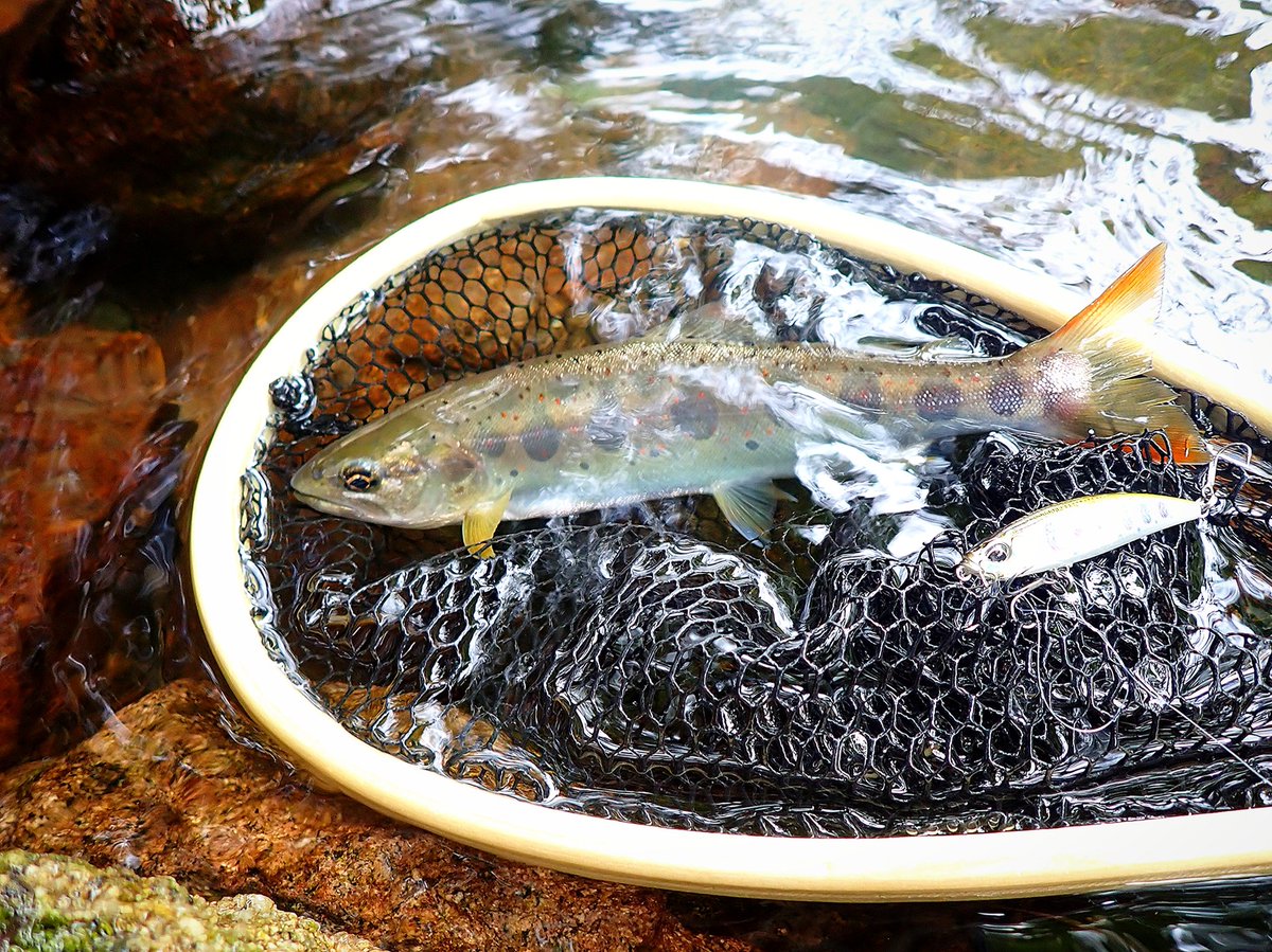 sasametsuribito's tweet image. いまさらながら、夏休みの淡水釣行を振り返りました。

詳細はコメント欄のURLから！！

#fimoモニター
#DUOモニター
#DUOinternational