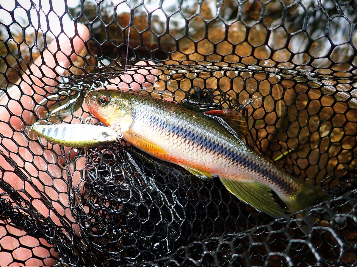 sasametsuribito's tweet image. いまさらながら、夏休みの淡水釣行を振り返りました。

詳細はコメント欄のURLから！！

#fimoモニター
#DUOモニター
#DUOinternational