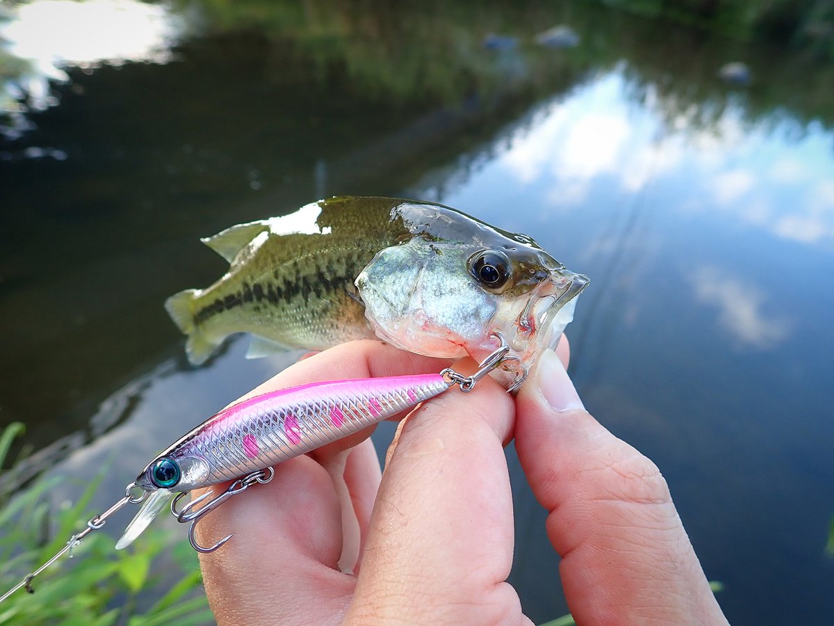 sasametsuribito's tweet image. いまさらながら、夏休みの淡水釣行を振り返りました。

詳細はコメント欄のURLから！！

#fimoモニター
#DUOモニター
#DUOinternational