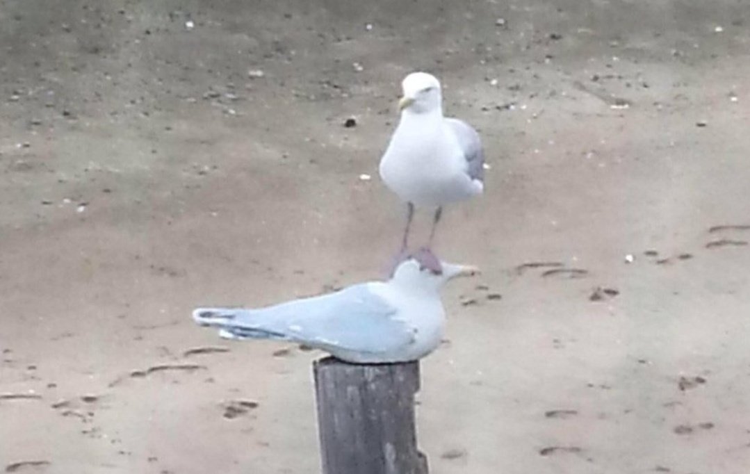Parody_PM's tweet photo. See if you can spot which one of these seagulls is a Tory. https://t.co/V0brDlq829