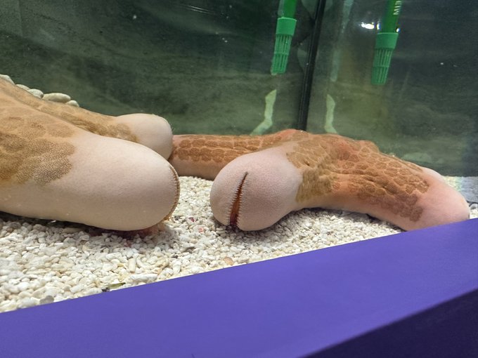 見て〜👀 ヒトデらしいんだけど、 ち◯ち◯にしか見えない🍌🤣 これ知ってる人いる😍？  #ヒトデ https://t.co/r1PYmF1LXU<a href="/tag/%E3%83%92%E3%83%88%E3%83%87"class="tags">#ヒトデ</a>