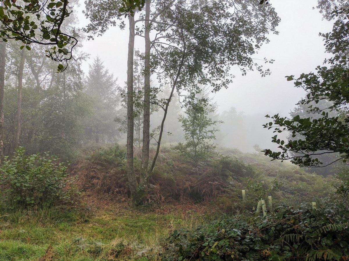 HawhillWoods's tweet photo. A misty morning in the woodland today #woodland #LakeDistrict #misty #fog https://t.co/LtenP2dqXy