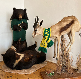 Iziko_Museums (@iziko_museums) on Twitter photo To <a href="/SiyaKolisi/">Siya Kolisi</a> the Bear leading the defending champs 🏆 <a href="/Springboks/">Springboks</a> onto the field at the #RWC2023, Making History today! We are #StrongerTogether 💪! GAME DAY! It's almost time🕠! RugbyOurCultureOurHeritage! #HeritageMonth2023
📍Iziko South African Museum
📸 Dylan Clarke To <a href="/SiyaKolisi/">Siya Kolisi</a> the Bear leading the defending champs 🏆 <a href="/Springboks/">Springboks</a> onto the field at the #RWC2023, Making History today! We are #StrongerTogether 💪! GAME DAY! It's almost time🕠! RugbyOurCultureOurHeritage! #HeritageMonth2023
📍Iziko South African Museum
📸 Dylan Clarke