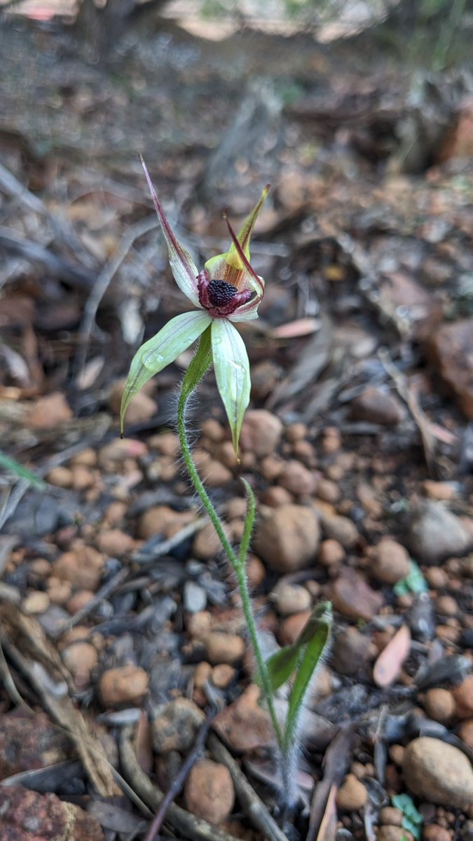 What's an arachnologists favourite flower?
.
.
A spider orchid!!! 😍