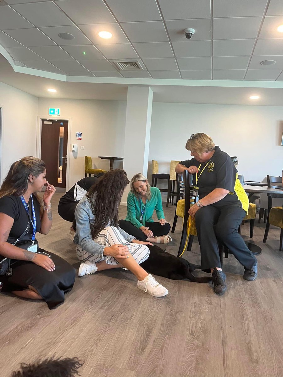 Therapy Dogs tweet media