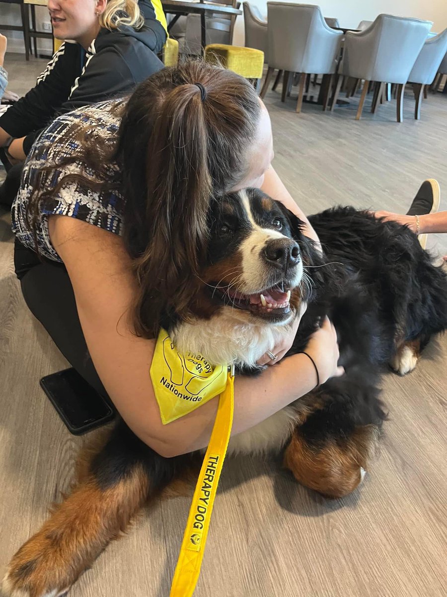 Therapy Dogs tweet media