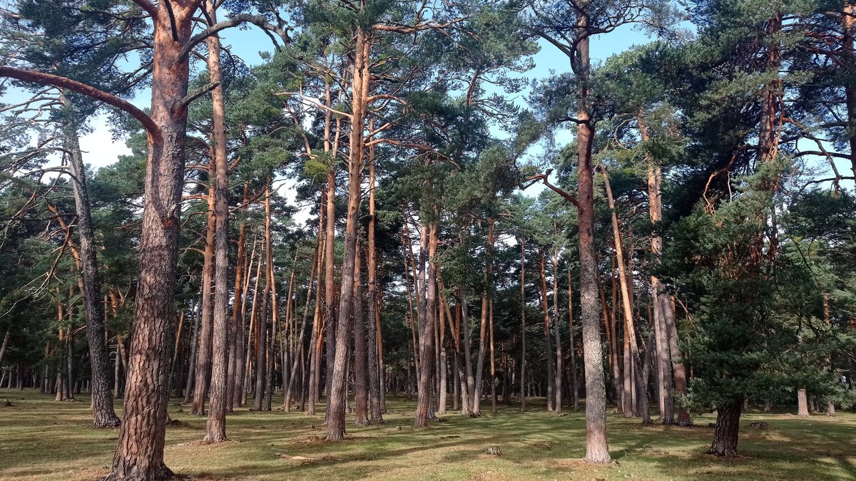 Mañana ideal para estar en el monte. Muy templada, y húmeda.
El monte reviviendo de forma acelerada, tras estar muerto solo hace 8 días.
Situación meteo tranquila y agradable para Desafío Urbión.