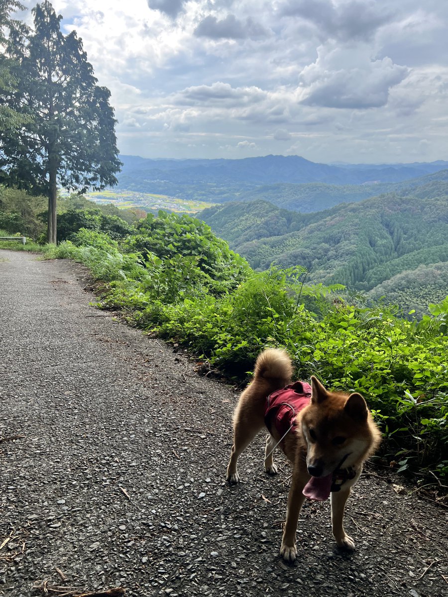 akiracamp's tweet photo. 犬と山に登って足が棒🫠🫠🫠 https://t.co/J1BA1foPhA