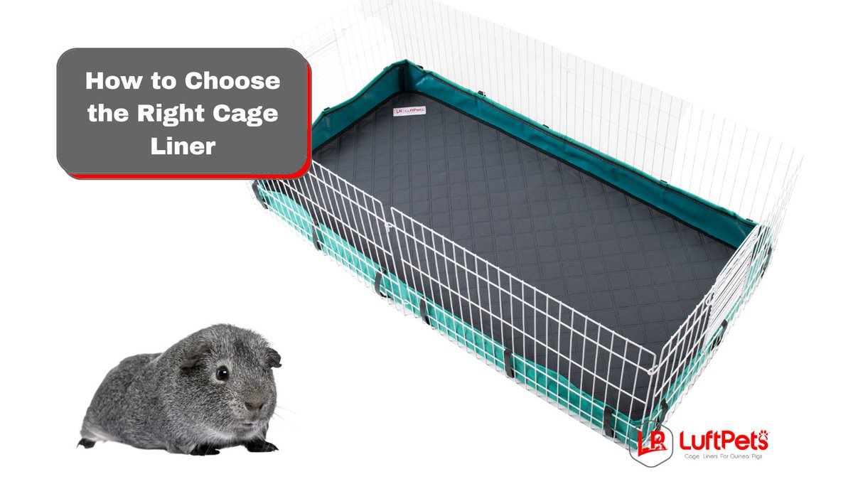 Seeking the ideal cage liner for your guinea pig? Follow our 5 quick steps! 🐹🌿 #PetParentTips #LuftPetsGuide 
luftpets.com/blogs/news/cho…
