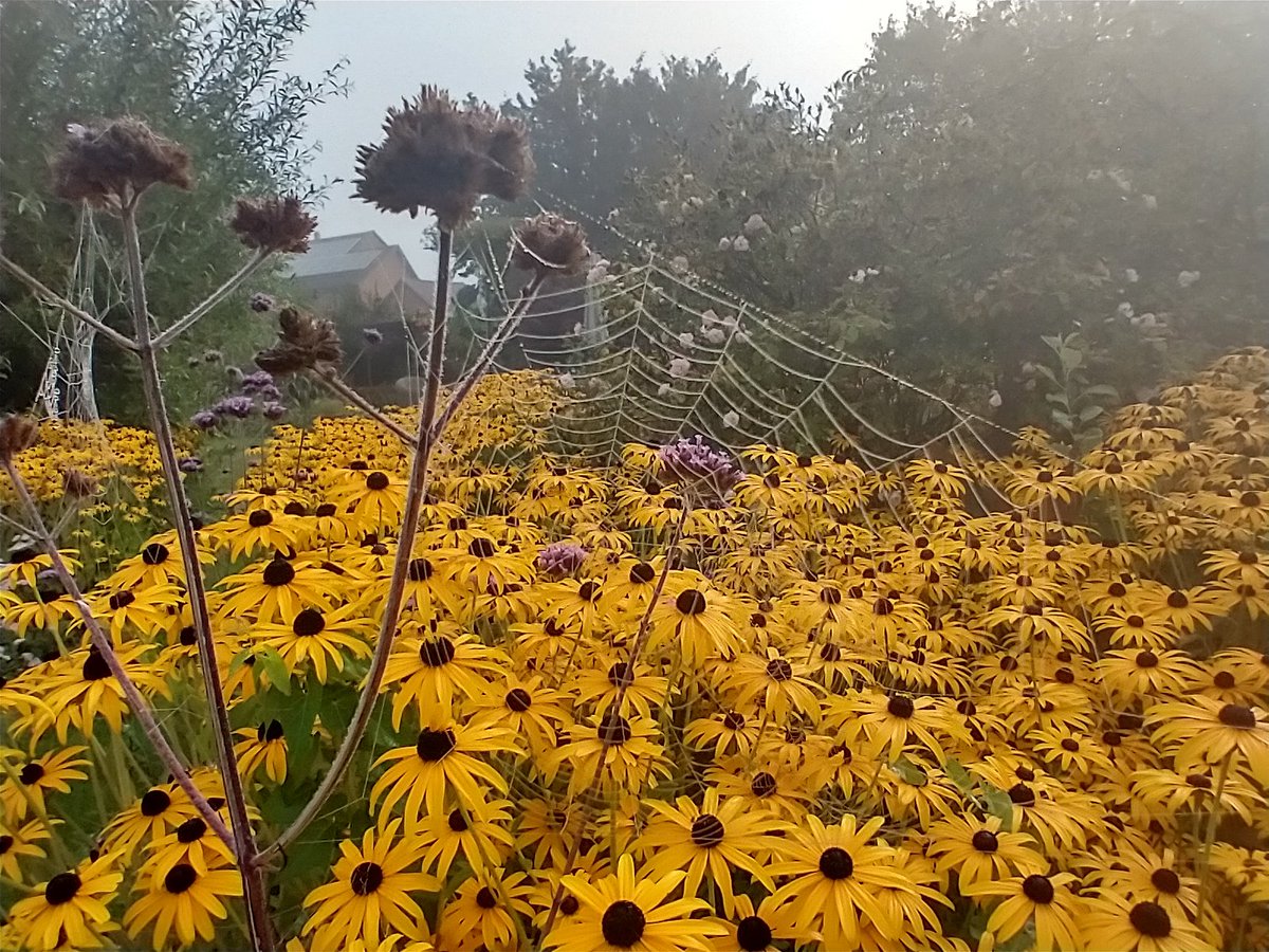 Happy Sunday! Days of contrast at the moment ! Dewy befinnings; scorching endings🕸️🌞...makes life more interesting I think 😊...Enjoy your day and stay 😎 and safe 🇺🇦💙💛🙏#SundayYellow