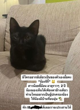 Catster & Co บ้านพักพิงแมวจร tweet media