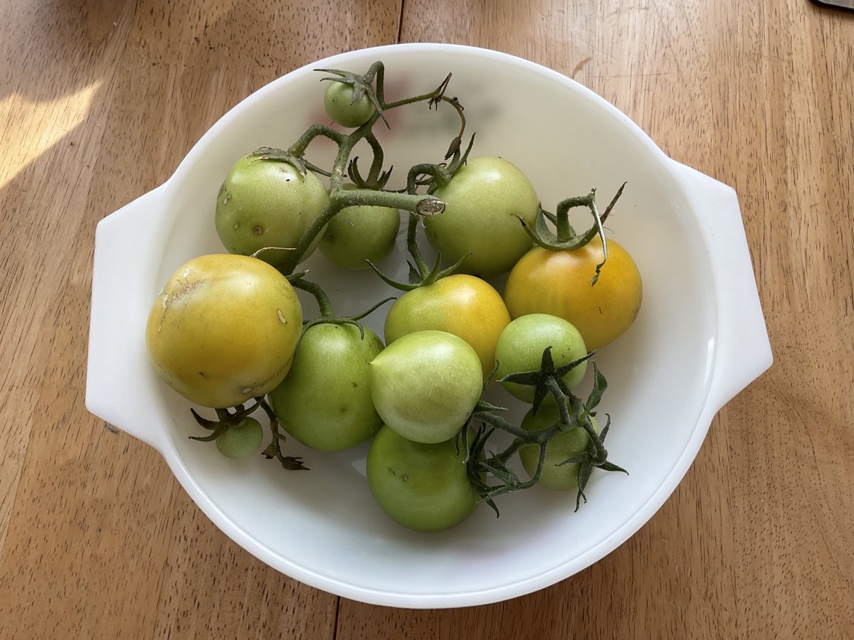 Yesterday’s and today’s #tomato harvest could make some green tomato chutney later today