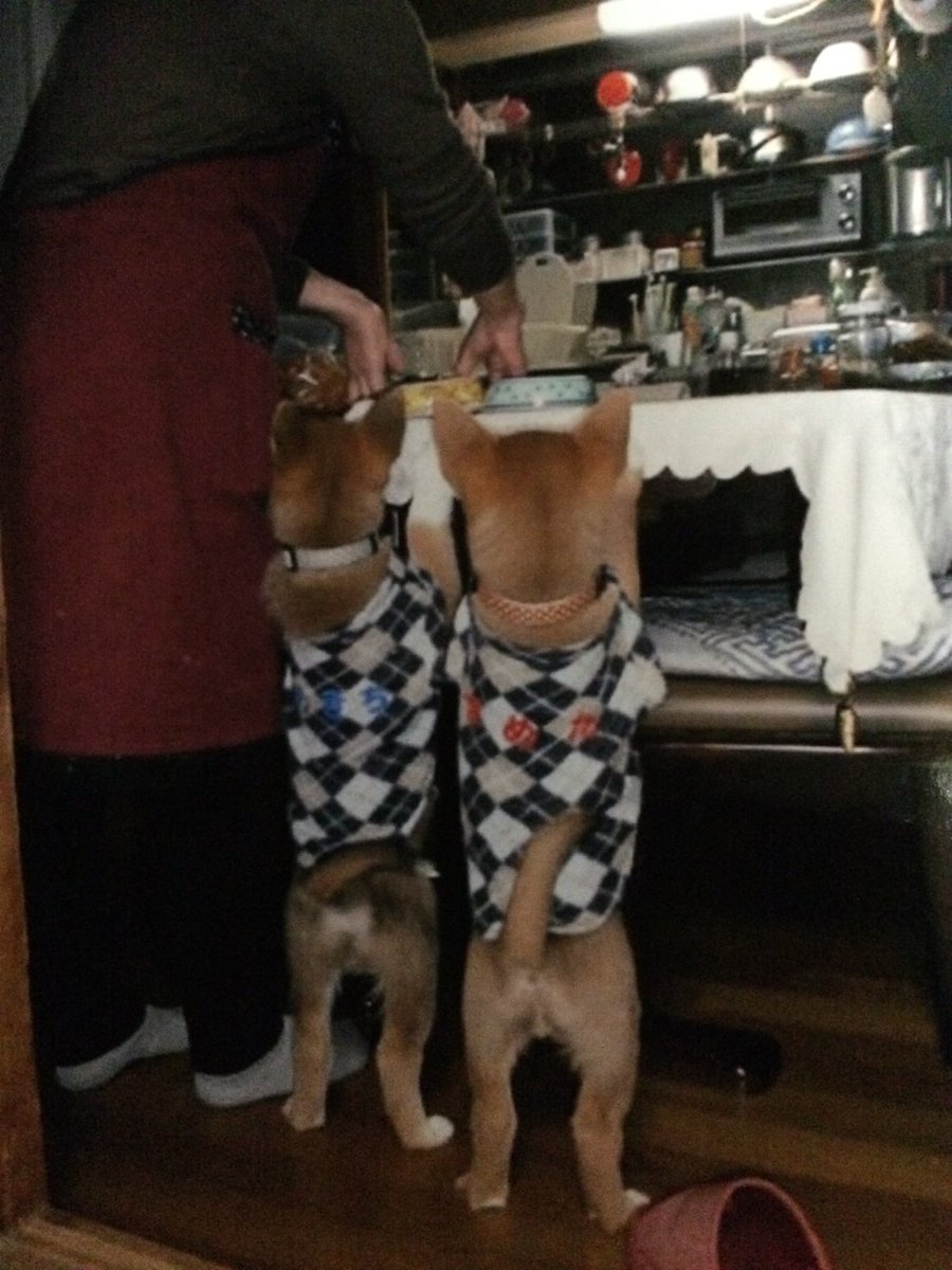 hiroyo314's tweet photo. 峠に親子で遺棄された母犬と三頭の子犬母犬と仔犬一頭は崖を這い上がり山中に、後を追おうとした2頭を捕獲、里親さんの元で食事を待つ豆吉、豆太君。大きくなりました。 https://t.co/t2ACSYUKVl