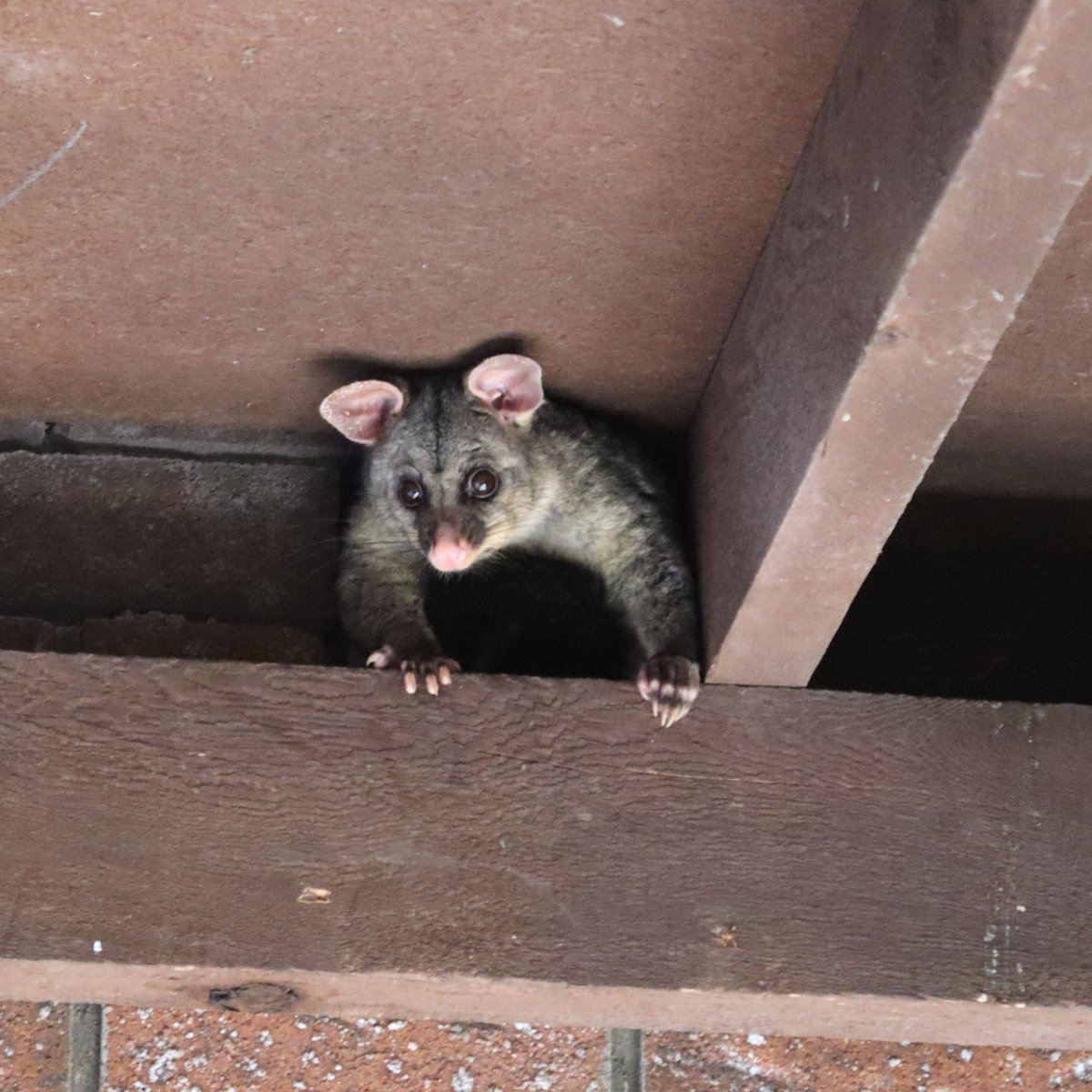 Good evening. #Brushed_Tailed_Possum. Our local resident🙂
