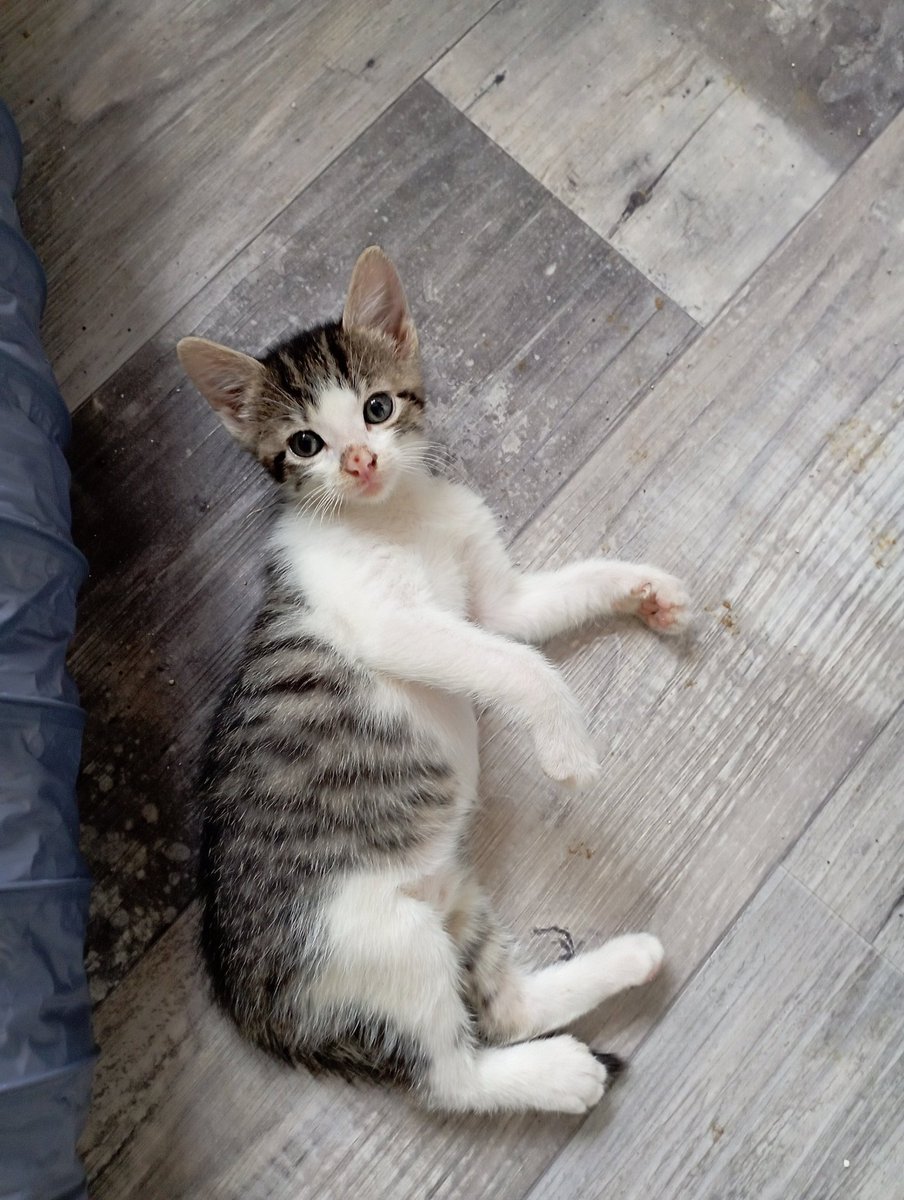 Petit Harry, chaton tout calme, actuellement chez nous avec <a href="/papachat_bzh/">Papa Chat</a> , attend sa famille pour la vie. À adopter chez <a href="/Moustaches35/">Moustaches & Cie</a> 
moustaches-et-cie.org/nos-animaux/ch…