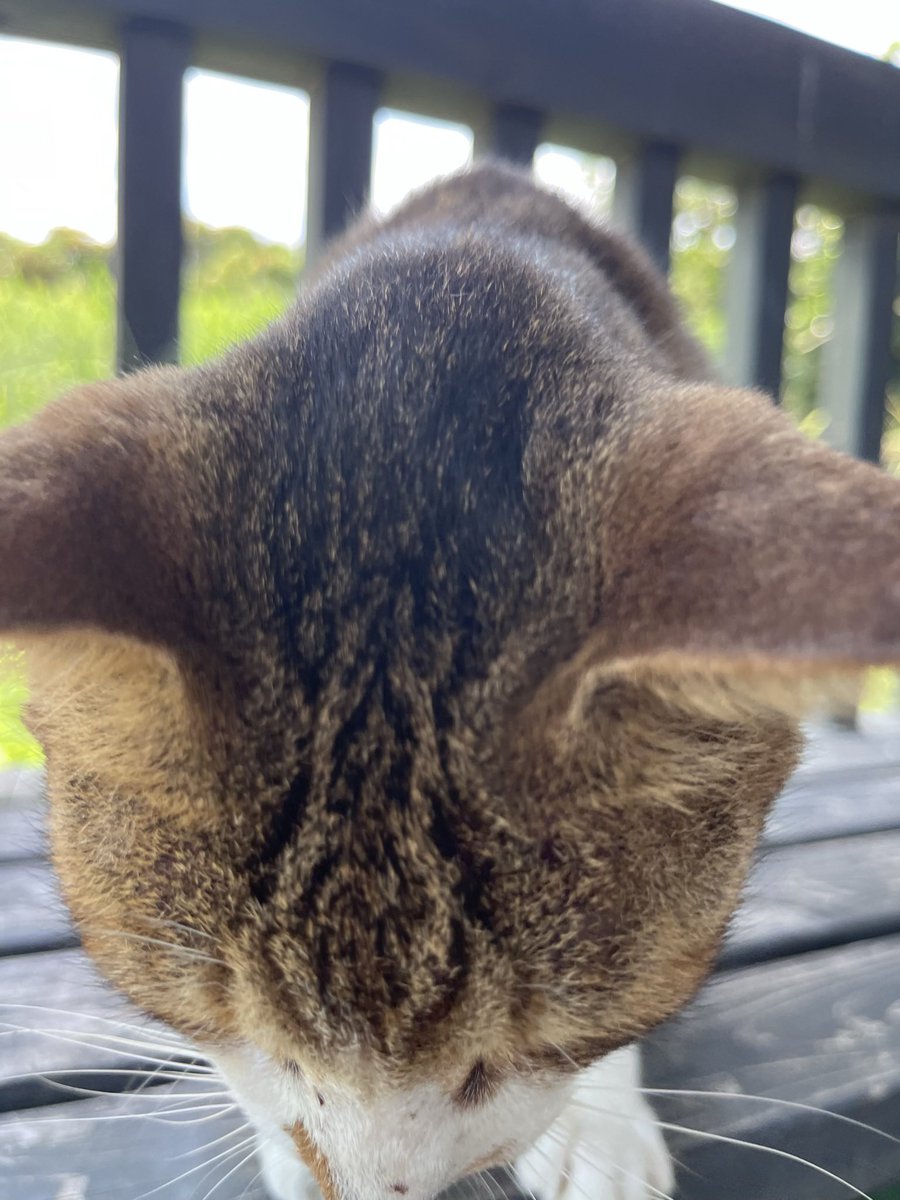 ShigeTabi's tweet photo. 「世界6大猫スポット」で有名な相島(あいのしま)の猫たちは、いつも寝てばかりでスヤスヤしていてカワイイ😻
▶︎相島の猫たちYouTubeショート動画
https://t.co/Kdgkm96ERJ
#相島 #ネコ #猫島 #Cat #Ainoshima #福岡 https://t.co/CHurevRvaT