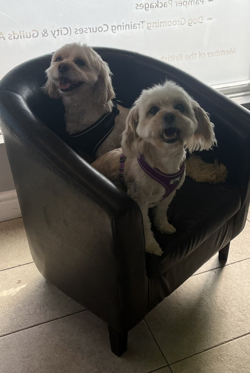 WAGSLIVERPOOL's tweet photo. Pumpkin, Gatsby and Sasha 🥰 #dogsoftwitter #dogsofinstagram #dogs #greatgatsby #spaniel #cavachon #puppiesofX #chillin_vibes #lookinggood #dogsofliverpool #liverpooldogs #scousepets #dogsarelife https://t.co/XsA8TLFytE