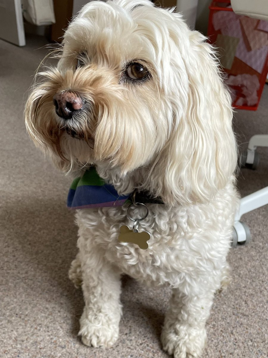 Sam Dounis tweet media