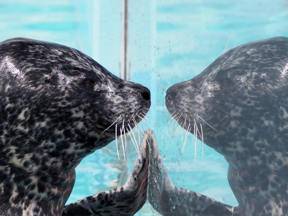 #室蘭水族館