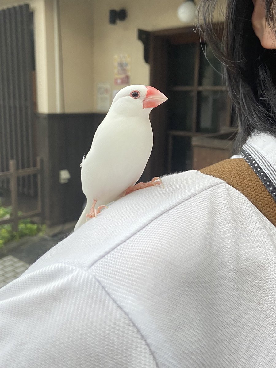 your_cage's tweet photo. 【迷子のお知らせ】
大津のこの辺で白い文鳥を拾いました。
とっても人懐っこい子です。

大津駅前の交番に届けたので、飼い主の方はお迎えに行ってあげてください。

#拡散希望 
#迷子鳥 
#拡散希望RT協力お願いします https://t.co/bsnkB1dJ1c