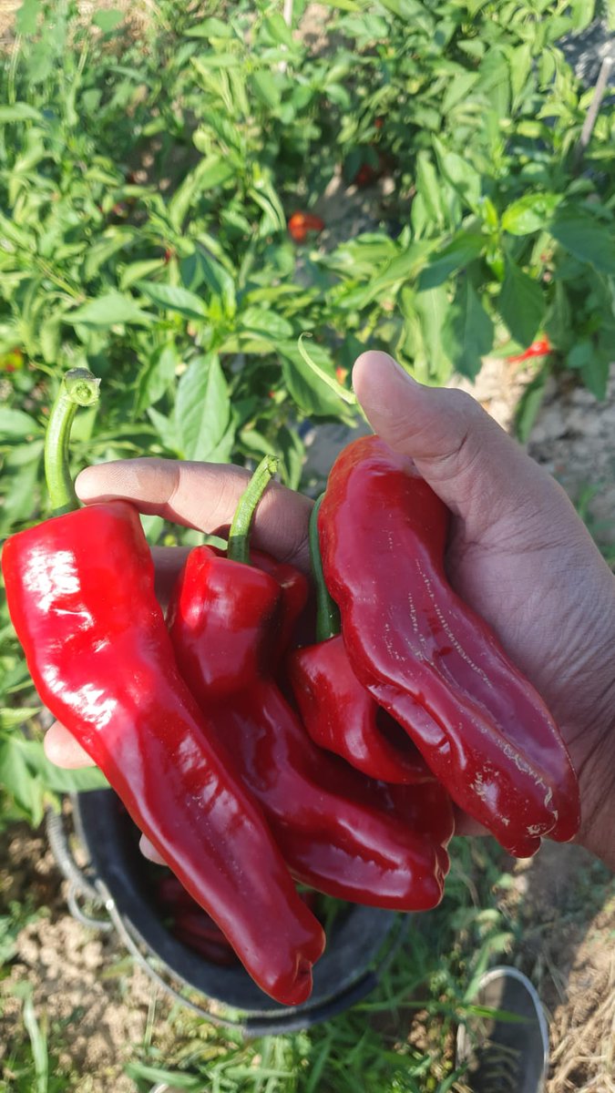 How healthy do you eat? 
Qué tan saludable comes?