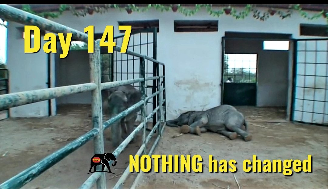 🇵🇰#Pakistan 
147 days after #NoorJehan's death
#NothingHasChanged.

The then four little elephants have been living behind bars for 14 years.  Let them go #KarachiZoo.

#EmptyPromises
#Sanctuary4Karachi3