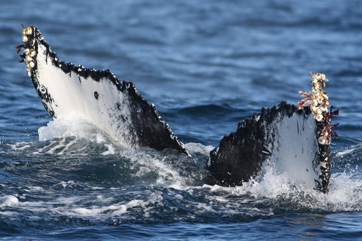One year ago today we spotted this Humpback Whale, right next to a Fin Whale, a few miles off Tiumpan Head, Lewis, with <a href="/Rosiebwild/">Rosie B Wild</a> and <a href="/TruluckAtSea/">Steve Truluck</a>. Check those barnacles!
