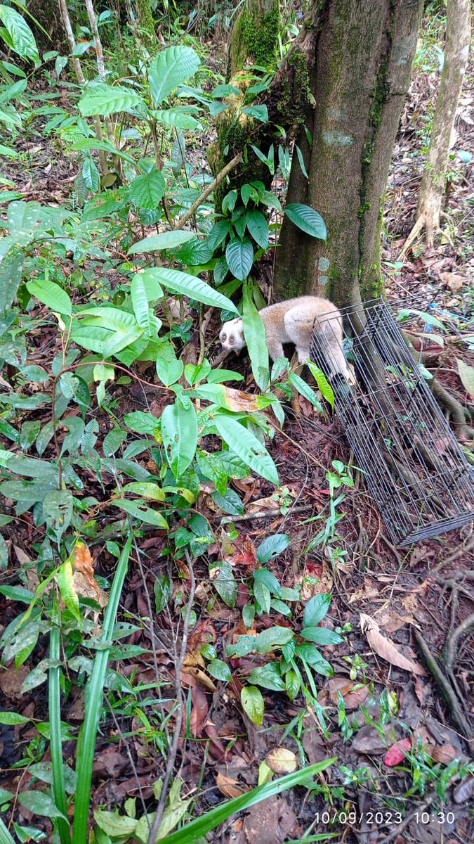 Rescued slow loris released in #Dulung Reseve Forest under #Lakhimpur Forest Division of #Assam. Photo via Ashok Dev Choudhury