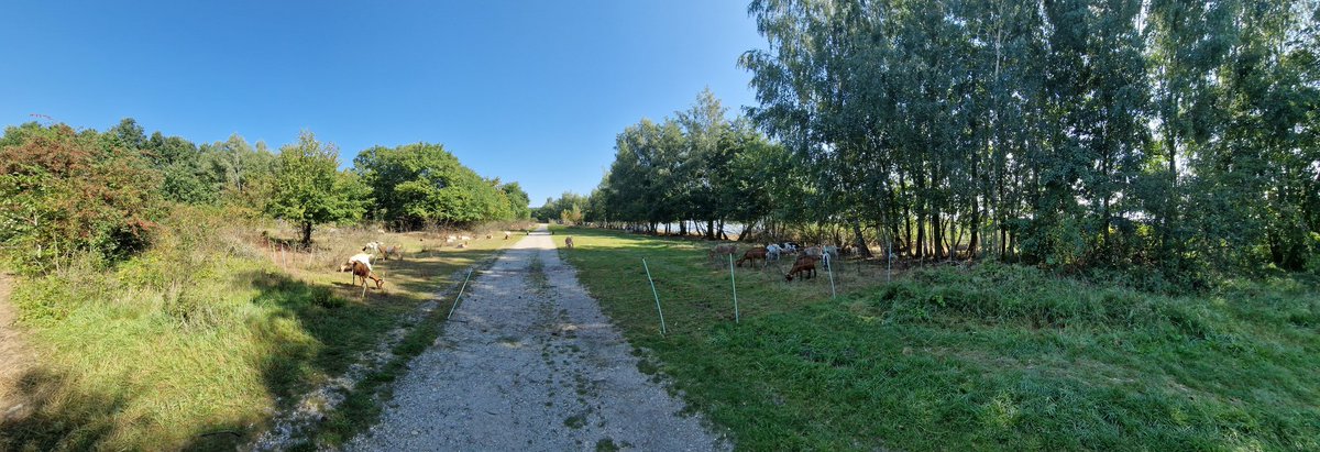 RoadTrafficDE's tweet image. ⚠️ #CospudenerSee Westseite kleiner Bereich #Gesperrt #Badewetter #Cossi #CossiWestseite #Leipzig ⚠️