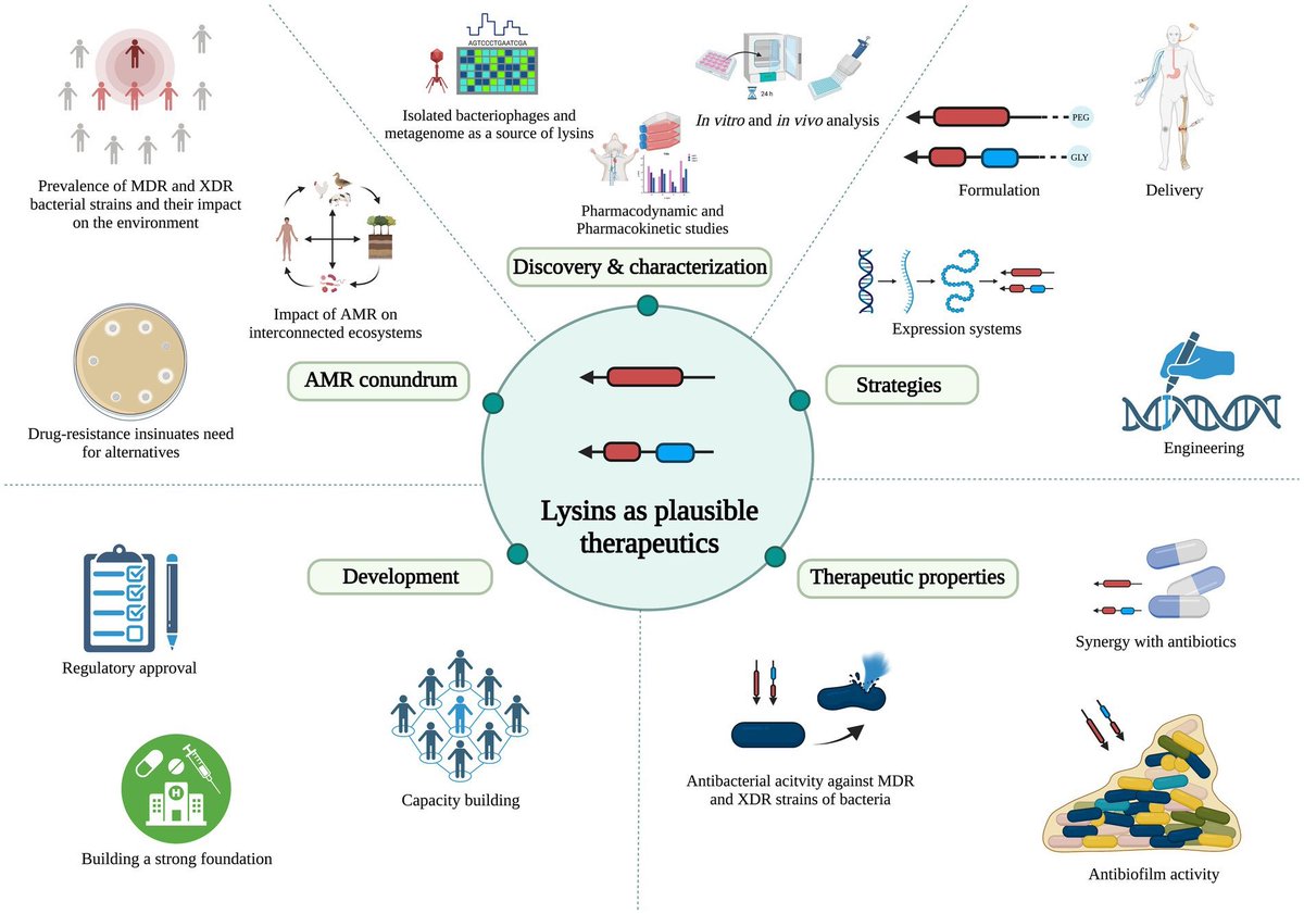 ritamdas_'s tweet photo. Beyond excited about the publication of our article ‘Beyond antibiotics: phage-encoded lysins against Gram-negative pathogens’ @FrontiersIn We provide a new perspective to the development of lysins as therapeutics @TechinventionL @urmibajpai @phageconsortium @ANDCollegeDU https://t.co/c1CyNdPhvx