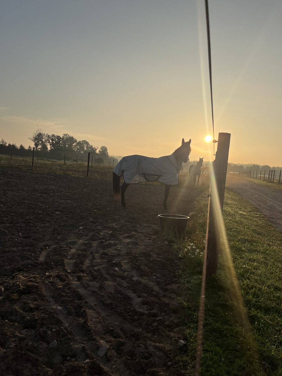 Pärlan verkar veta att jag är svag för soluppgångar och poserade fint imorse 🥰❤️