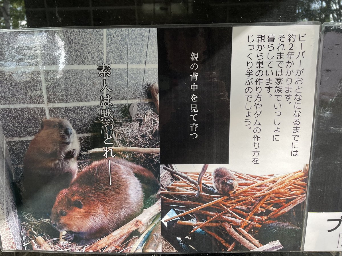 おびひろ動物園のビーバーだけ説明文がプロフェッショナルだった🦫