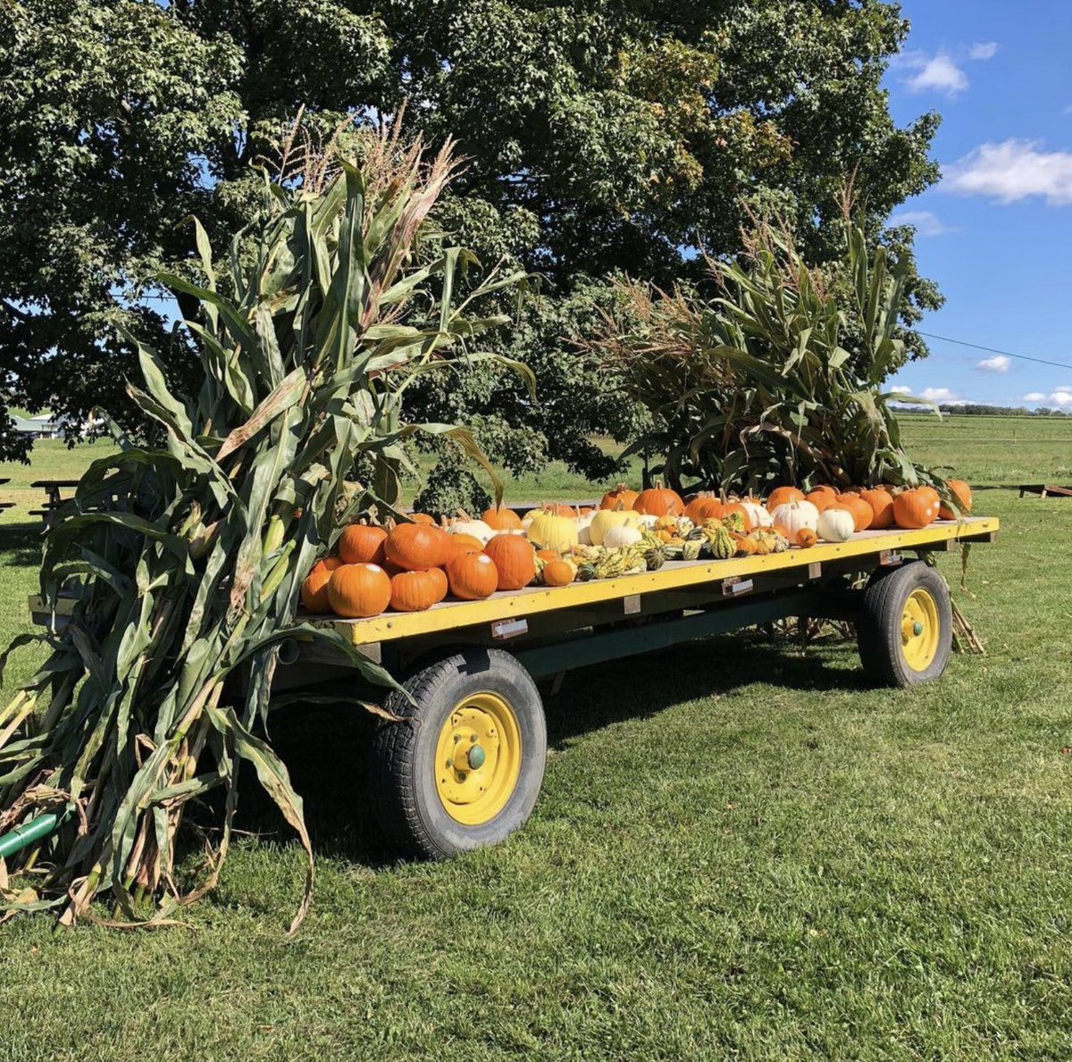 🍂 Join us for Rodale Institute's Fall on the Farm on Oct 8, 10am-4pm. Revel in apple cider, pumpkin painting, live music & organic meals! Don't miss our plant sale & farm tours. Stop by the Visitor Center for a walking tour! 🍎