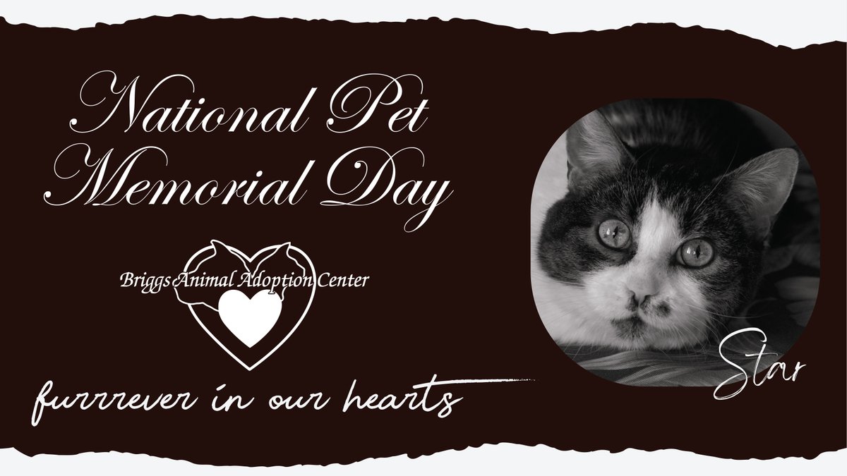 TheBAAC's tweet photo. The second Sunday of September is National Pet Memorial Day. We remember those who are longer with us, like Star here, who crossed the Rainbow Bridge back in 2018. https://t.co/LDpCGxGV1Z
