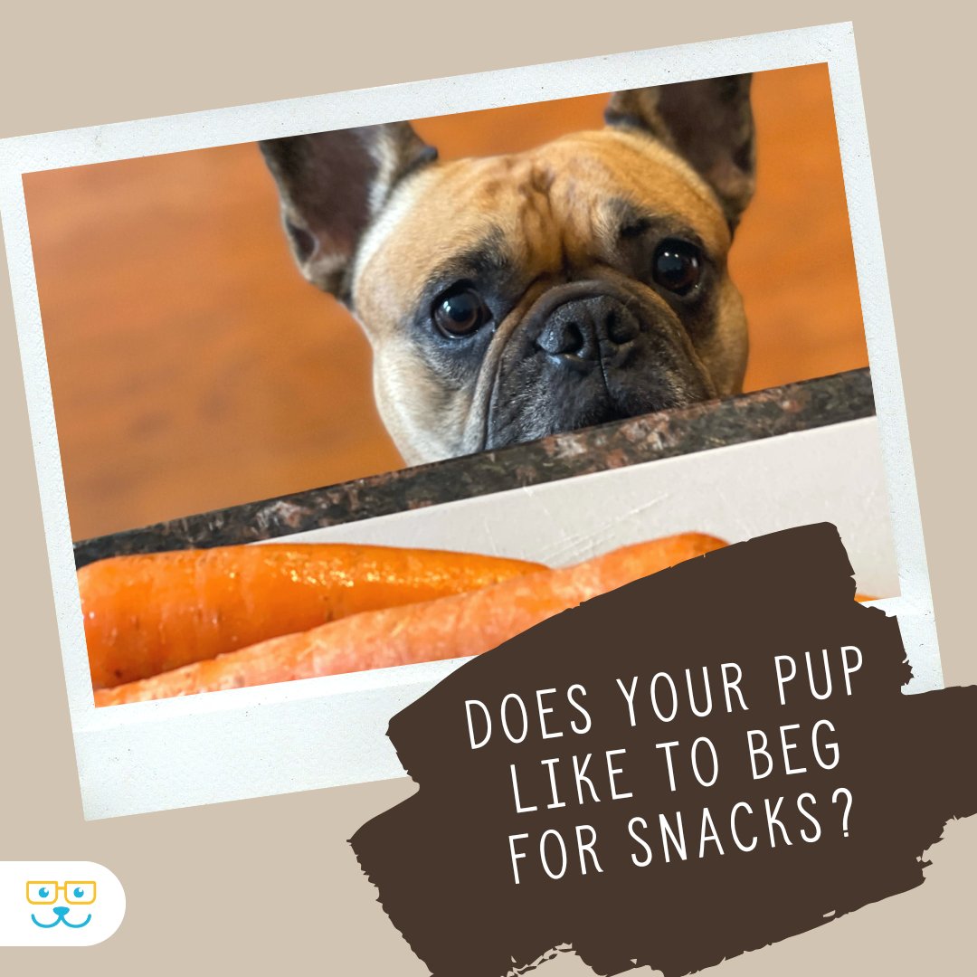 sugar_animal's tweet image. The art of canine persuasion! 🙏🍗 We all know those adorable puppy eyes and the relentless begging for snacks. Does your pup have a black belt in begging? 

#petquestions #sugarriverah #sugarriveranimalhospital #sugarriverahgratham #grathampets