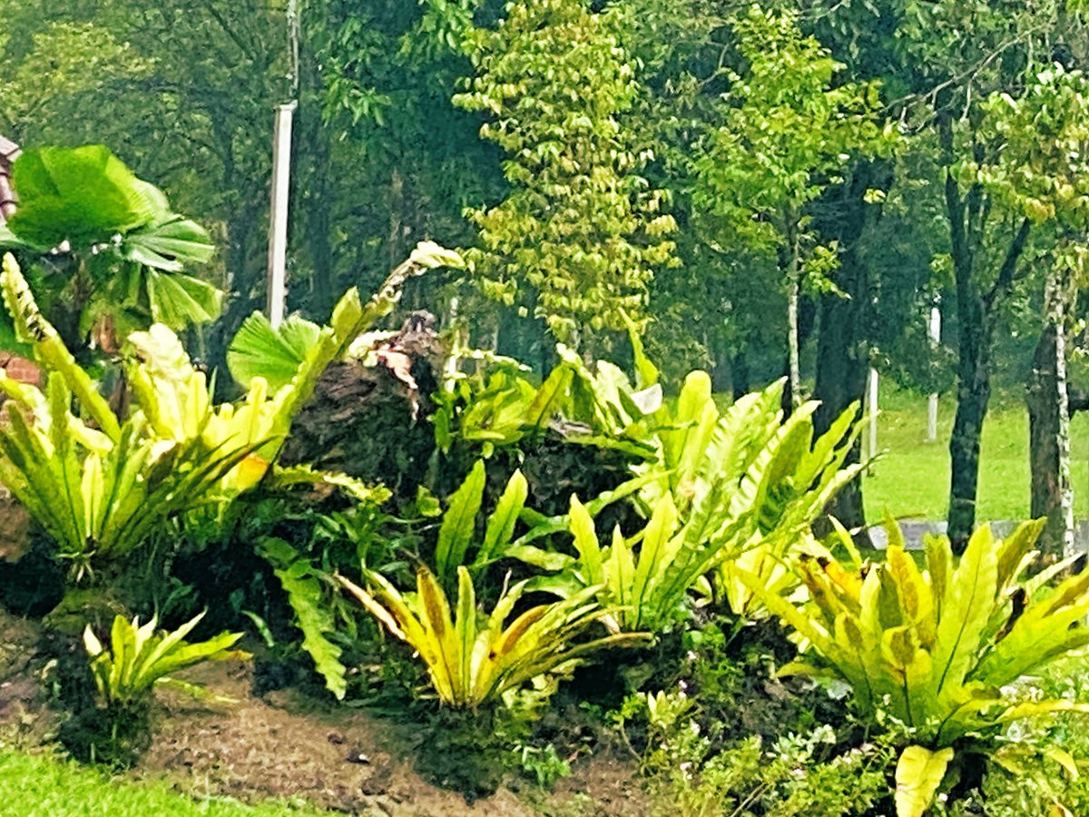 birdbud88's tweet photo. 🌞☕️Twitters🐦Giant luscious tropical Bird nest ferns😃#NaturePhotography #TwitterNatureCommunity #TwitterNaturePhotography #nature #Asianflora #Malaysia https://t.co/cDEFNc4cCy