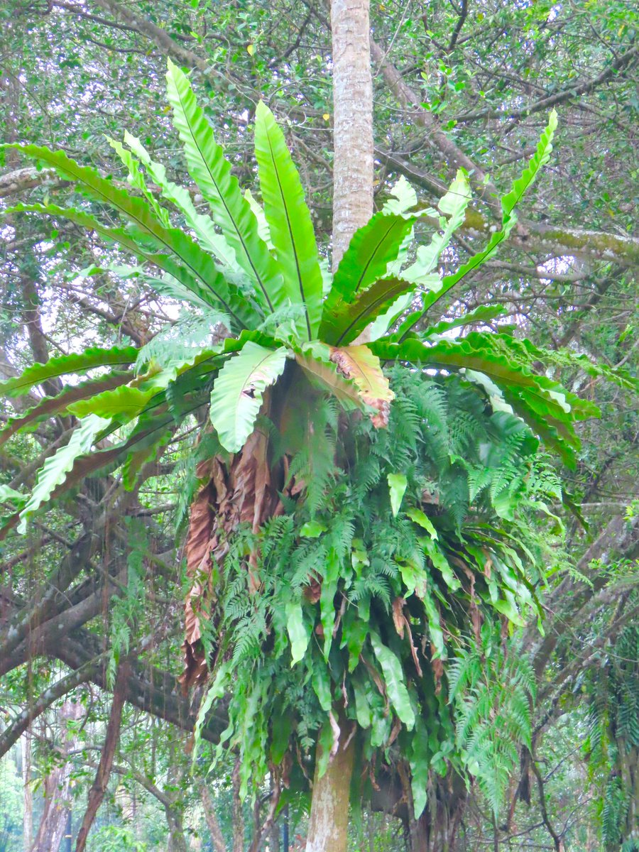 birdbud88's tweet photo. 🌞☕️Twitters🐦Giant luscious tropical Bird nest ferns😃#NaturePhotography #TwitterNatureCommunity #TwitterNaturePhotography #nature #Asianflora #Malaysia https://t.co/cDEFNc4cCy