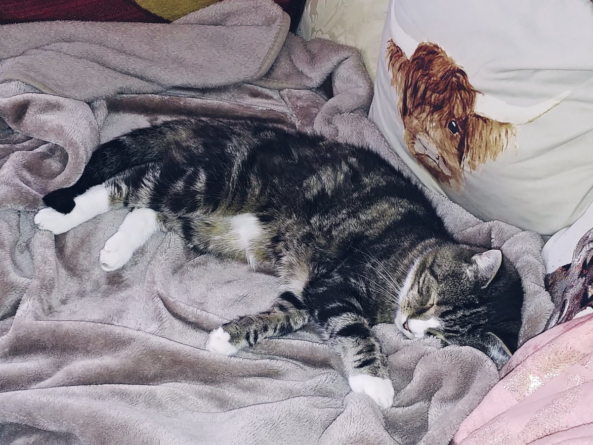 Hi Happy Sunday Oscie Fans. Isn't it hot !🔥. I've been finding lots of cooler places to curl up. As Mom and Dad know I usually do my own stunts (sideways micro-zoomies a speciality !), but I think I've found a great stunt-double too.. 🐾
x.com/Number10cat/st…