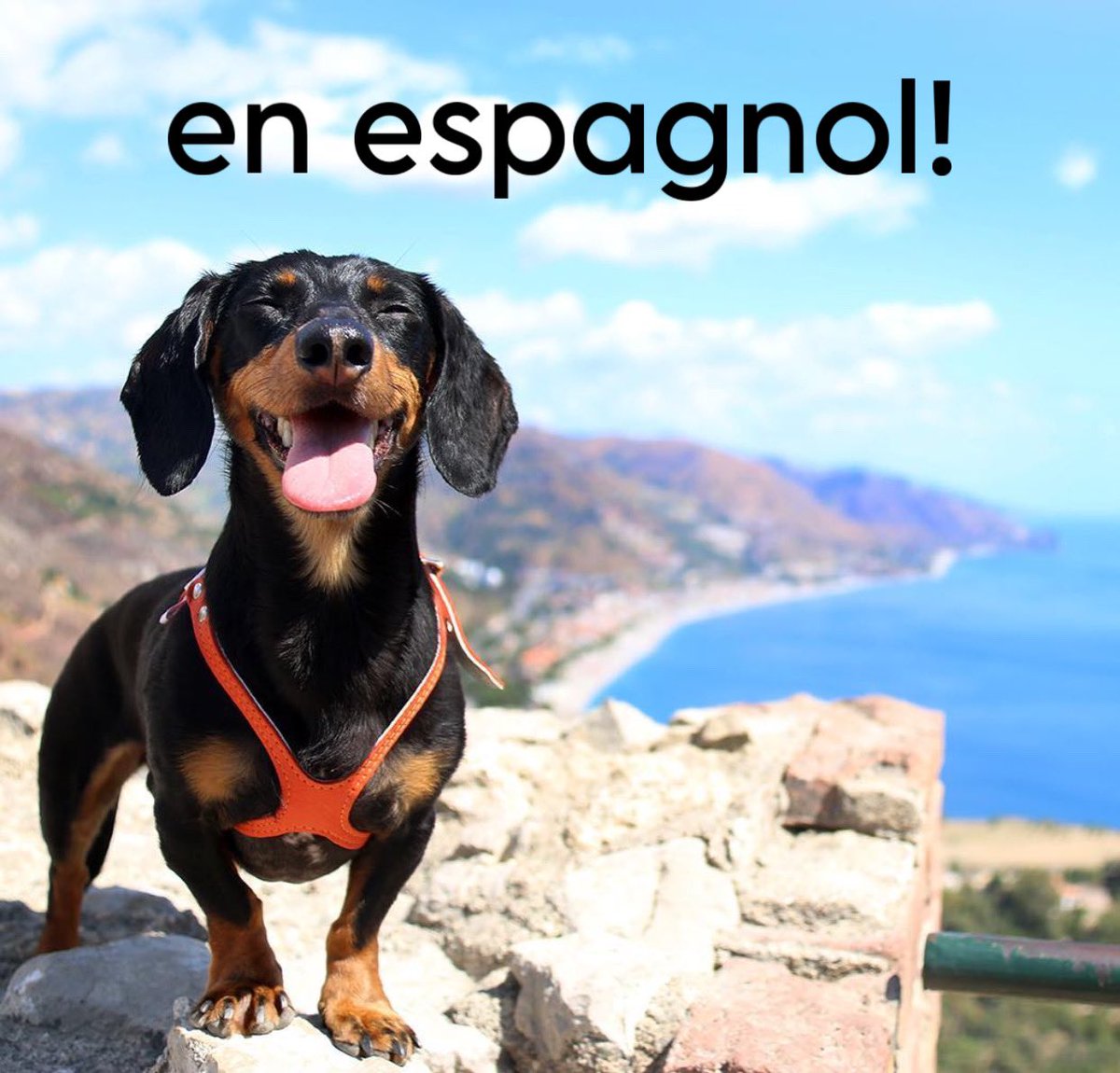 Celeb_Dachshund's tweet image. ¿Hablas español? ¿Conoces a alguien que lo hable? Pues adivina qué, ¡ahora tengo un canal dedicado en español con nuevas voces en español y todo! Chécalo y suscríbete aquí: youtube.com/@CrusoelPerroS…