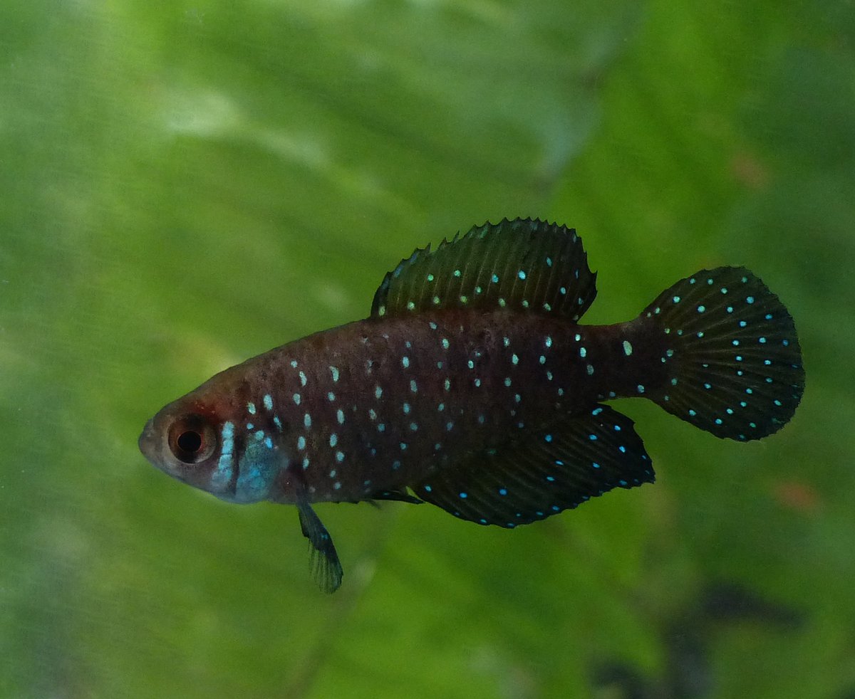 FelipeAlonsoBio's tweet photo. Feliz día de la Ictiología Nacional!

Macho de Argolebias nigripinnis (Regan 1912)

#argolebias #killifish #peces #pecesargentinos #killis #argolebiasnigripinnis #ictiologia #ictiologiaargentina https://t.co/4Xq4eBpVMQ