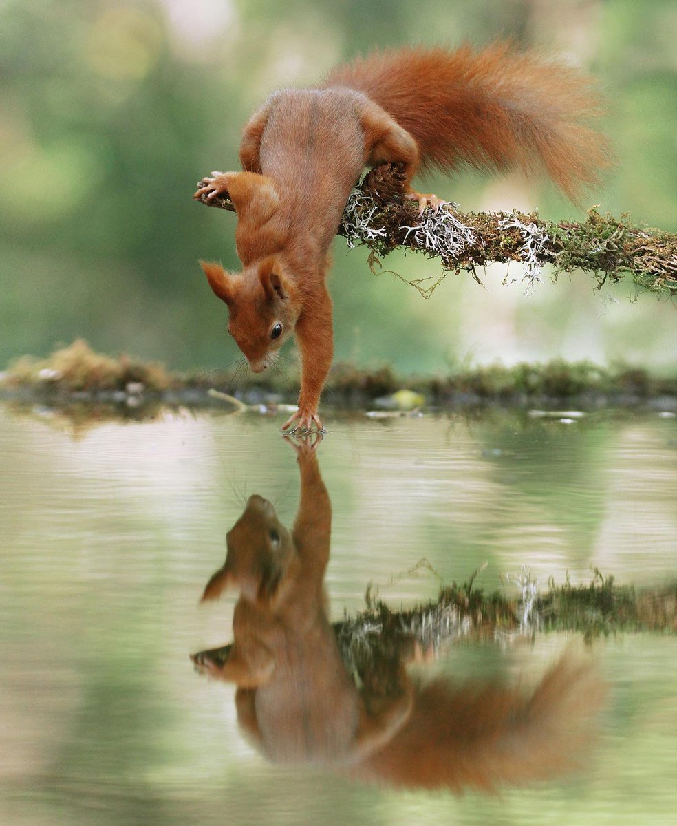 Muhtar05's tweet image. In Awe of Mother Nature
#NaturesMasterpiece #SquirrelMagic