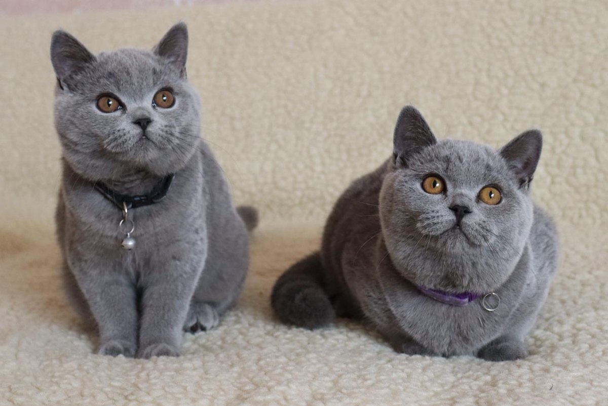 Beauty and the beast 🤩🤩🤩🤩

Visit us at 
Luxuriousbritishshorthair.com