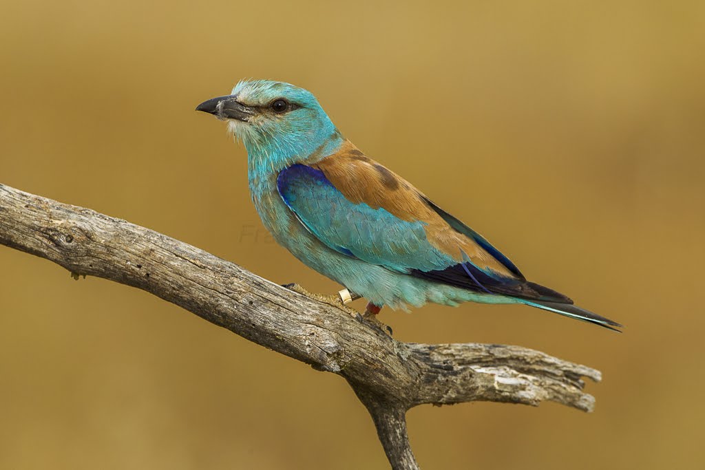 The Eurasian Roller reporting for the photo (duty?)😃🐦‍⬛