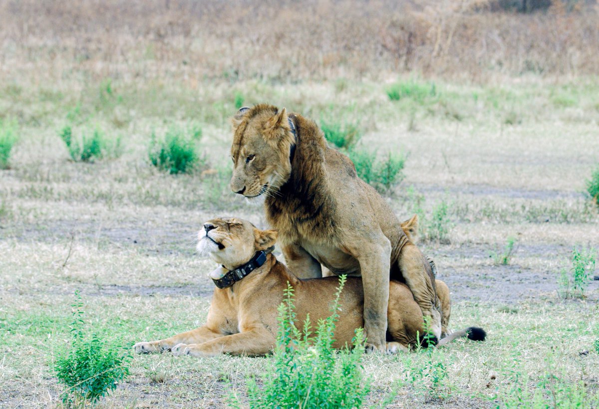 Wild Frontiers UG tweet media