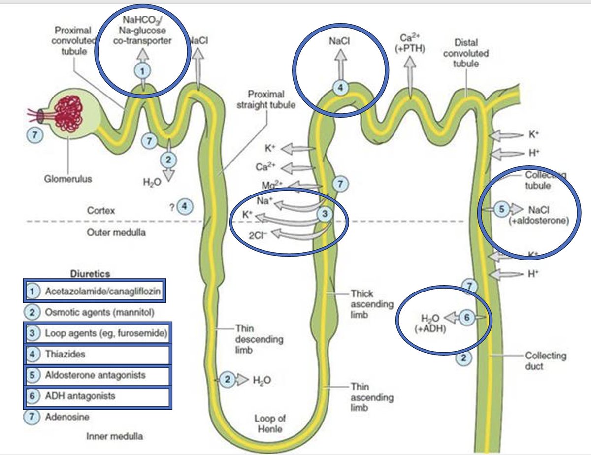 What do you when your cardiorenal pt is hypoNa, oliguric despite 3 diuretics (loop, thiazide and MRA?) You 'pandiurese' the nephron by blocking two more segments (acetazolamide & tolvaptan, now 'quintuple-uretic'). And the pt diureses 2.5 L, Cr 3.0->2, Na 120-130! @juanstathop2