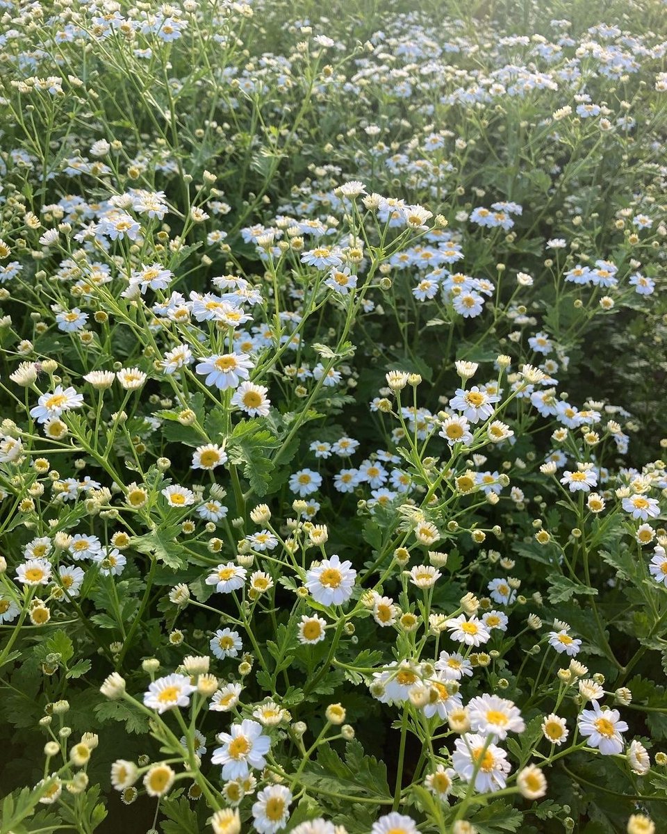 🌿🌼🧺 (@peacozy) on Twitter photo 