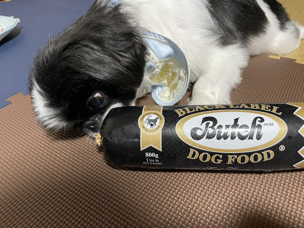 9/10はデニーロ3才のお誕生日です😌🎂
おめでとう💖

ヘルニア手術してから3ヶ月が経ち、まだフラつきのある歩き方してるけど
だいぶ歩けるようになってきて良かったです。
足の筋肉ちゃんと付けていかないとだね！！