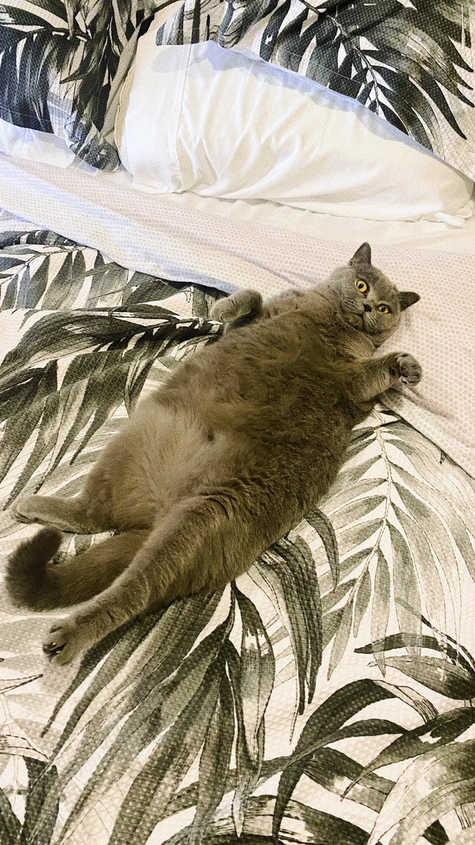 hellosukaru's tweet photo. Belly rub? https://t.co/1msuIRuQGX